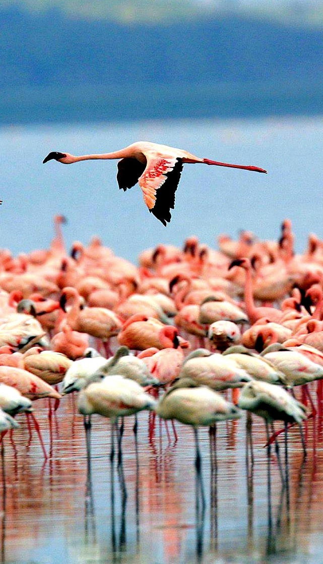 LAKE MANYARA NATIONAL PARK