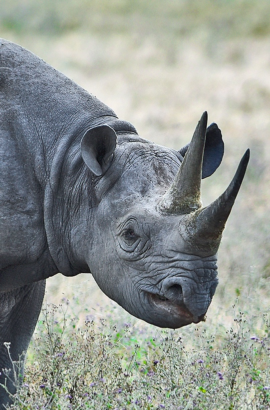 NGORONGORO CONSERVATION AREA