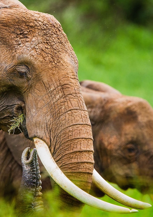 TARANGIRE NATIONAL PARK